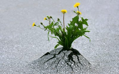 Today’s difficulties; tomorrow’s victories