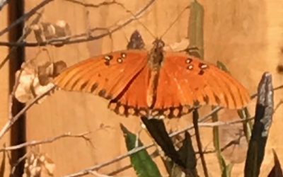I Got your Butterflies (and so much more)