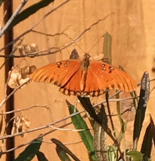 I Got your Butterflies (and so much more)