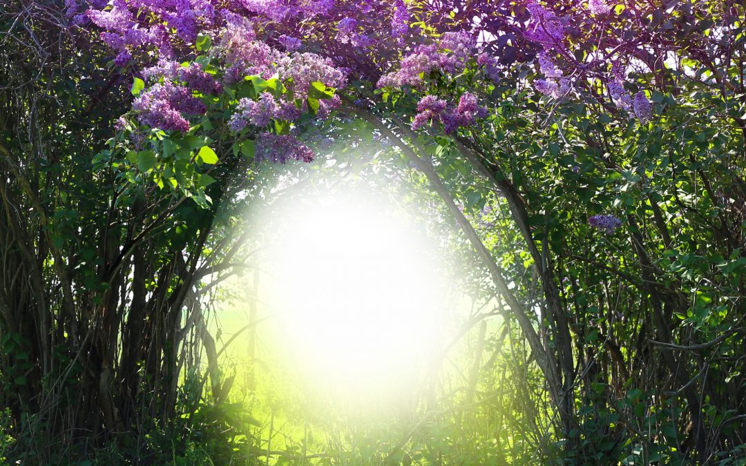 It’s Never too Late to Bloom Again