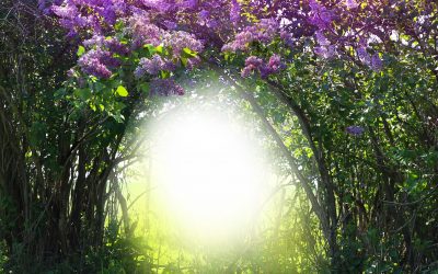 It’s Never too Late to Bloom Again